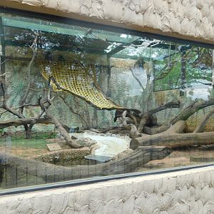 Japanese-macaque exhibit - Brasilia zoo