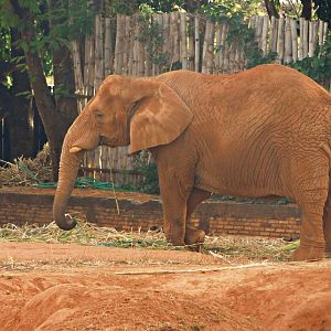 "Belinha", the African-elephant - Brasilia zoo