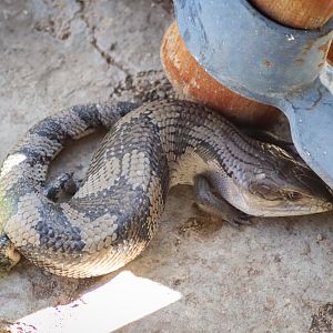 Eastern Blue-tongue Lizard (Tiliqua scincoides scincoides)