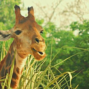 "Yaza", the giraffe - Brasilia zoo