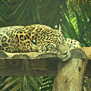 Jaguar - Brasilia zoo