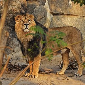 Asiatic lion (Panthera leo persicus)