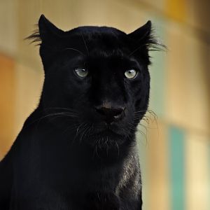 Generic black leopard (Panthera pardus)