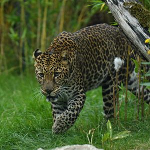 Javan leopard (Panthera pardus melas)