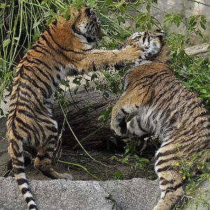 Siberian tiger (Panthera tigris altaica)