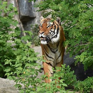 Malayan tiger (Panthera tigris jacksoni)