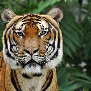 Malayan tiger (Panthera tigris jacksoni)