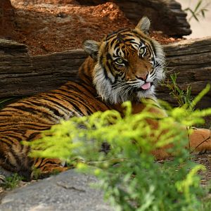 Sumatran tiger (Panthera tigris sumatrae)