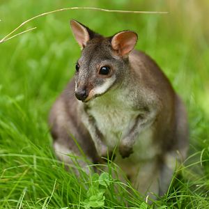 Dusky padameleon (Thylogale bruni)