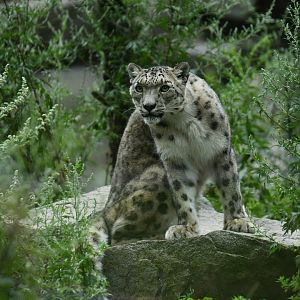 Snow leopard (Panthera uncia)