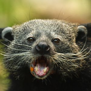 Malayan binturong (Arctictis binturong binturong)