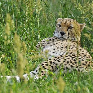 Sudan cheetah (Acononyx jubatus soemmeringii)