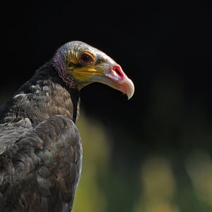 Lesser yellow-headed vulture (Cathartes burrovianus)