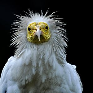 Eastern Egyptian vulture (Neophron percnopterus ginginianus)
