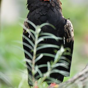 Bateleur eagle (Terathopius ecaudatus)