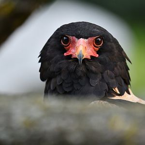 Bateleur eagle (Terathopius ecaudatus)