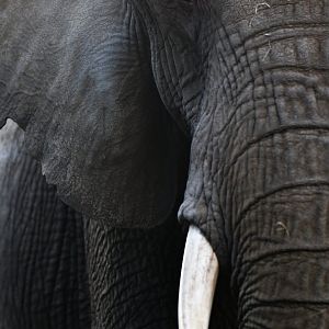African elephant (Loxodonta africana)