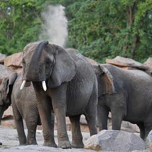 African elephant (Loxodonta africana)