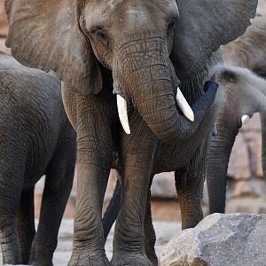 African elephant (Loxodonta africana)
