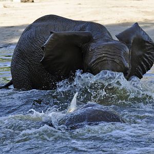 African elephant (Loxodonta africana)