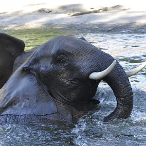 African elephant (Loxodonta africana)