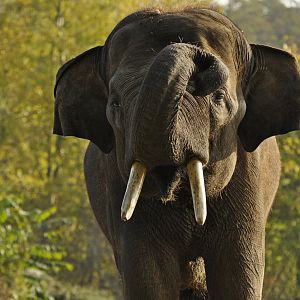 Sumatran elephant (Elephas maximus sumatranus)