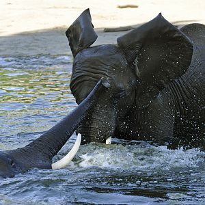 African elephant (Loxodonta africana)