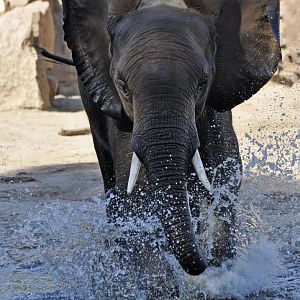 African elephant (Loxodonta africana)