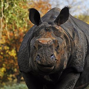 Greater one -horned rhinoceros (Rhinoceros unicornis)