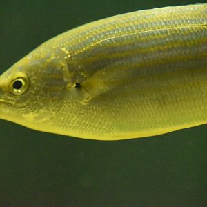 Salema porgy - Mediterranean Zone