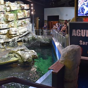 African penguin cliffs and stairs down to underwater viewing