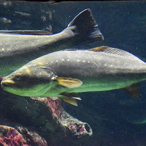 Large fish species in penguin pool (ID?)