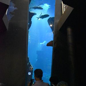 Viewing window into the main shark tank from penguin underwater viewing area.