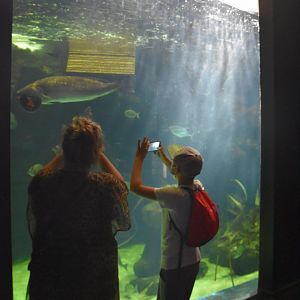 One of the penguin underwater viewing windows.