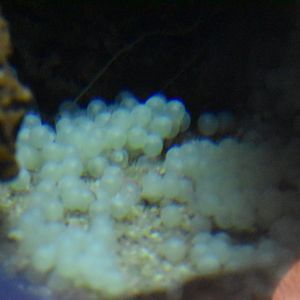 Wolf eel eggs