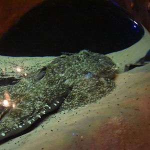 Vastly inadequate Tasselled wobbegong exhibit