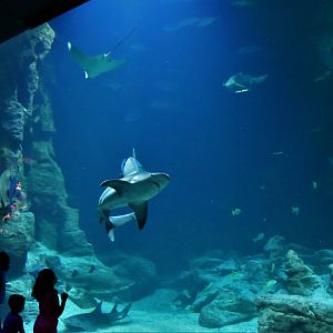 Main shark tank large viewing window