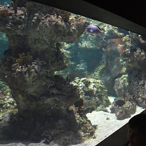 One of the reef tank underwater viewing windows