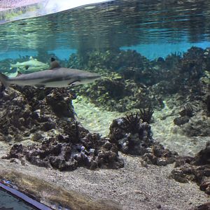 Shallow reef tank underwater viewing