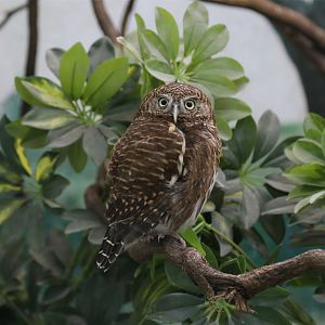 Asian Barred Owlet (Glaucidium cuculoides)