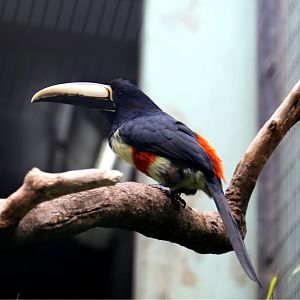 Black-necked Aracari (Pteroglossus aracari)