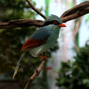Common Green Magpie (Cissa chinensis)