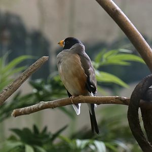 Chinese Grosbeak (Eophona migratoria)