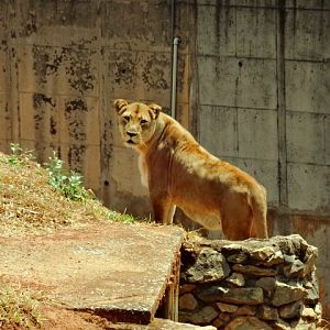 "Hanna", the lioness - Belo Horizonte zoo