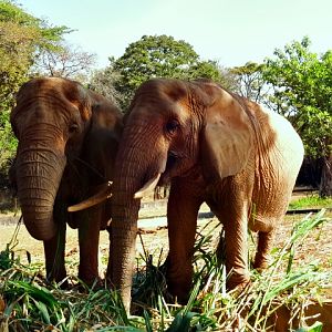 Female african-elephants "Beré"(mother) and "Axé"(daughter) - Belo Horizonte zoo