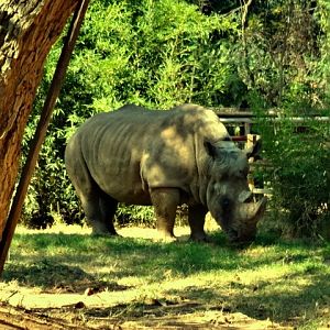 White-rhino - Belo Horizonte zoo