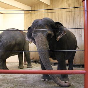 Mai-Thai and Schottzie