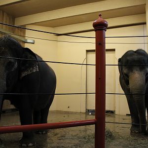 Mai-Thai, Schottzie, and Jati