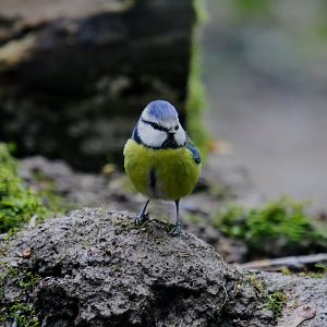 Eurasian blue tit