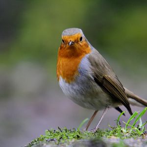 European robin
